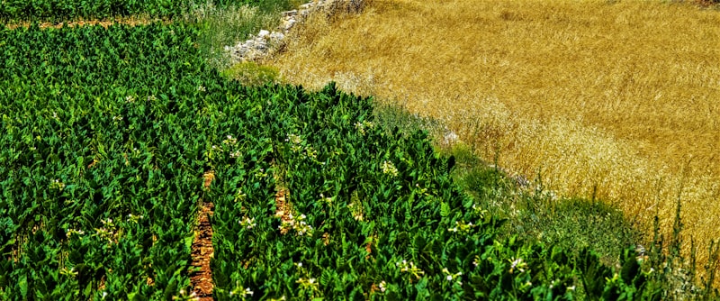 Agriculture & Rural Development